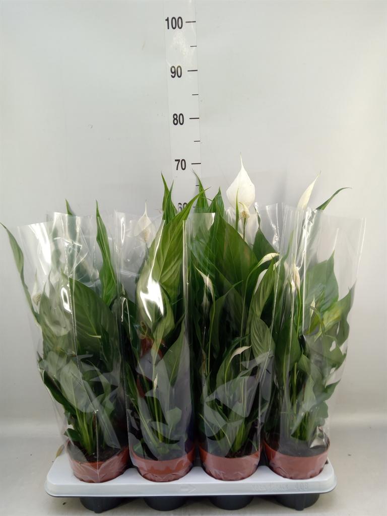 Горшечные цветы и растения оптом Spathiphyllum Sweet Chico 5+ от 8шт из Голландии с доставкой по России