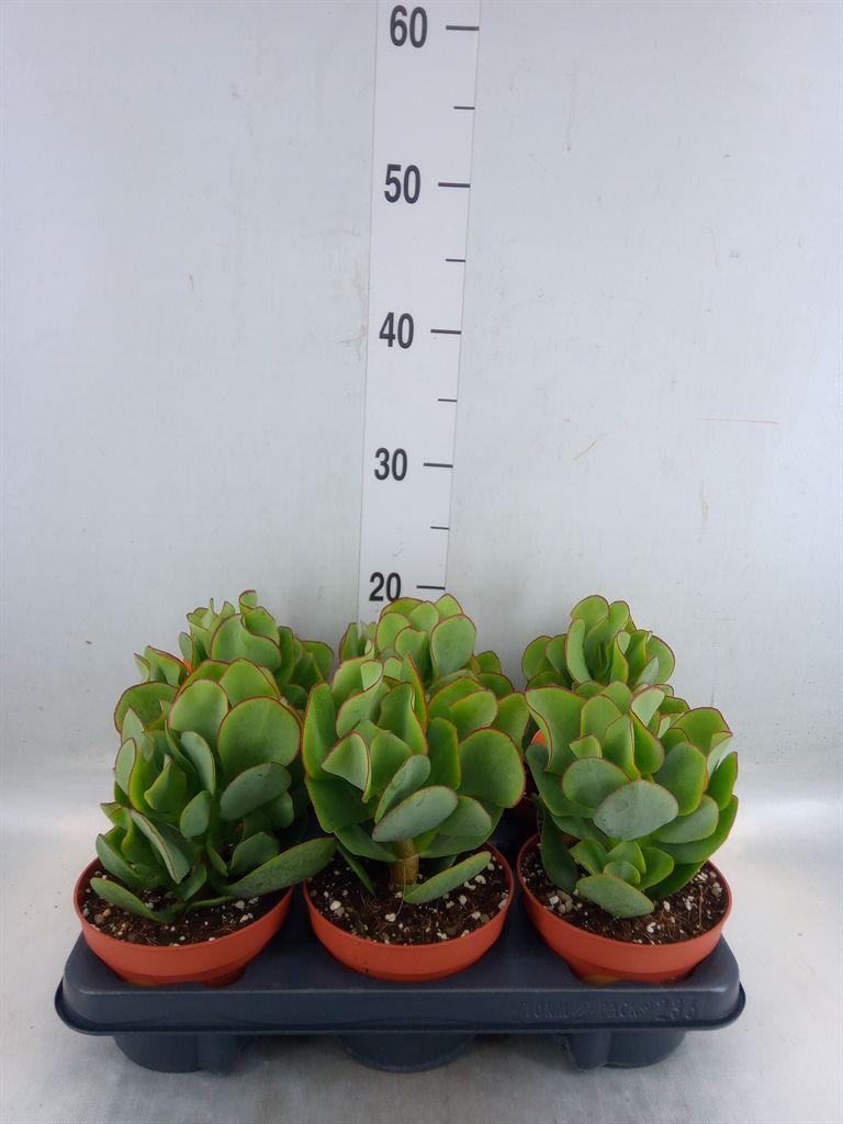 Горшечные цветы и растения оптом Crassula Arborescens от 6шт из Голландии с доставкой по России
