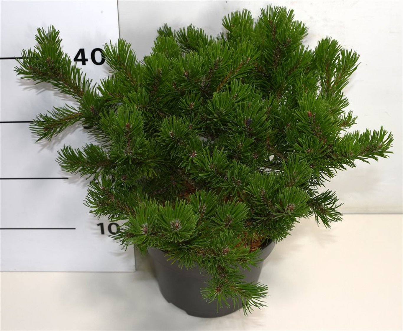 Горшечные цветы и растения оптом Pinus Mugo Klosters Grun от 1шт из Голландии с доставкой по России