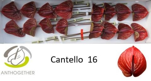 Срезанные цветы оптом Anthurium cantello от 16шт из Голландии с доставкой по России