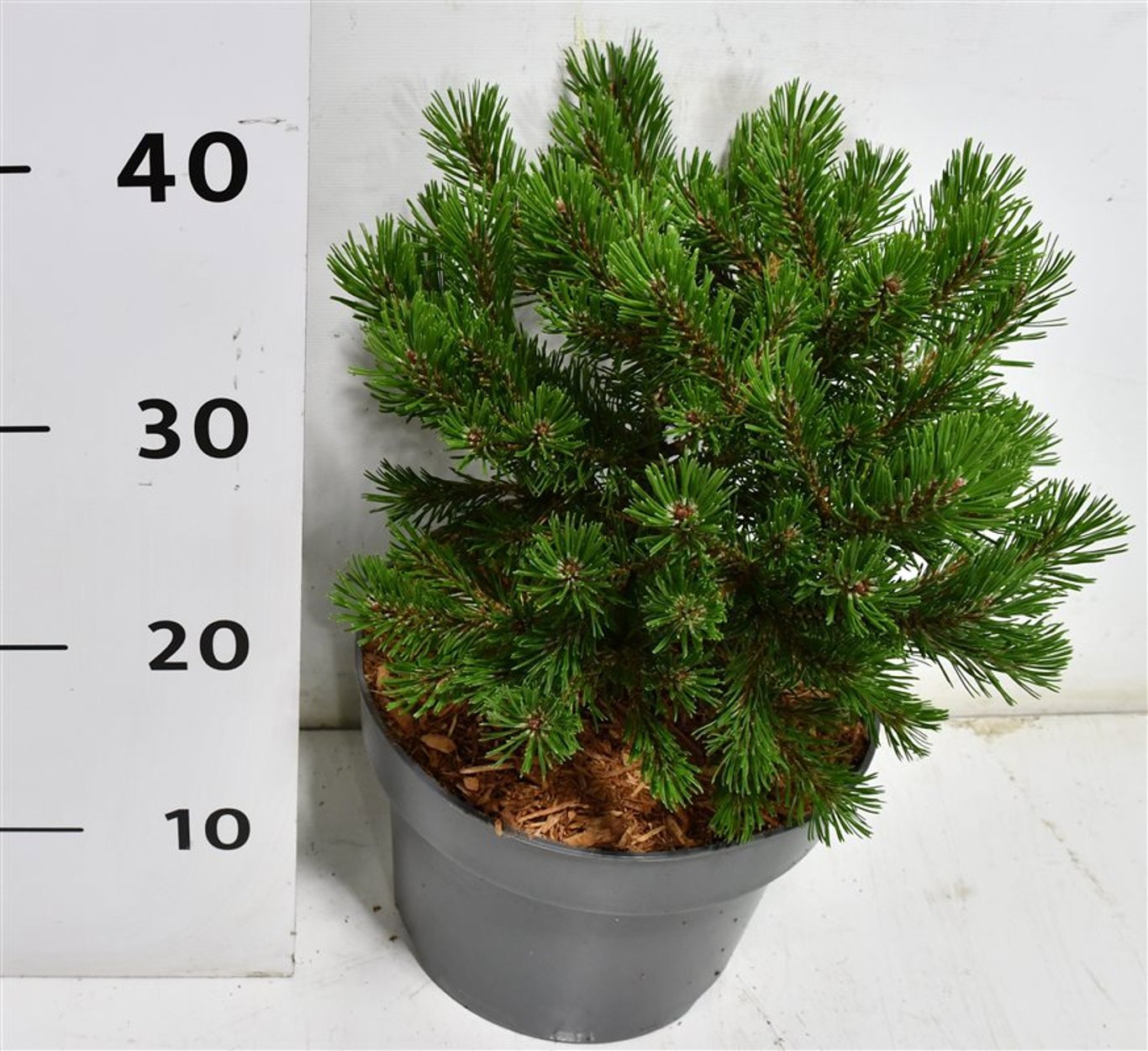 Горшечные цветы и растения оптом Pinus Mugo Klosters Grun от 1шт из Голландии с доставкой по России