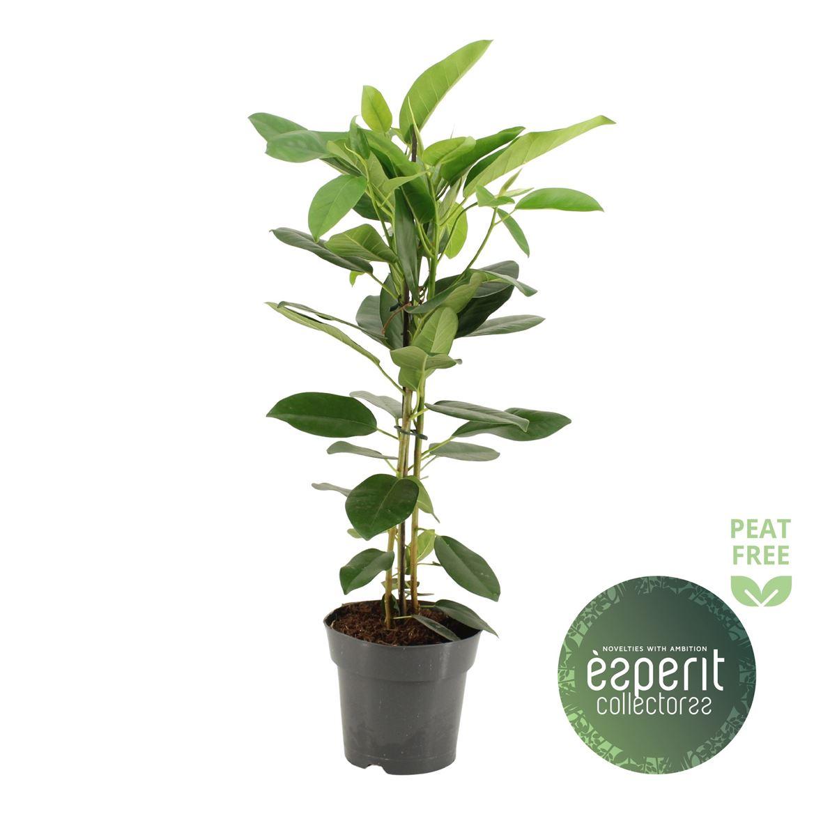 Горшечные цветы и растения оптом Ficus Microcarpa Fuji от 6шт из Голландии с доставкой по России