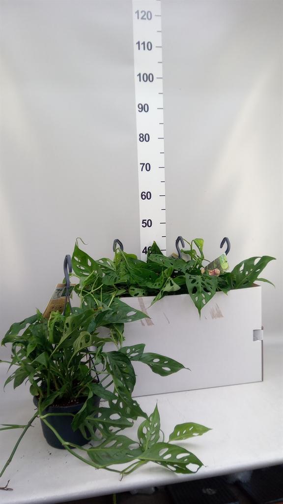Горшечные цветы и растения оптом Monstera Obliqua leichtlinii от 4шт из Голландии с доставкой по России