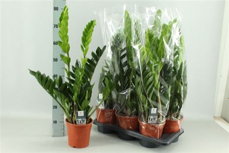 Горшечные цветы и растения оптом Zamioculcas 3+ от 6шт из Голландии с доставкой по России