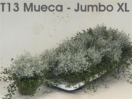 Горшечные цветы и растения оптом Mueca T13 от 8шт из Голландии с доставкой по России