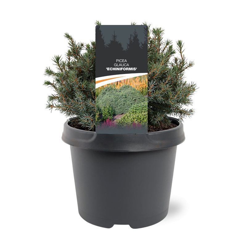 Горшечные цветы и растения оптом Picea Glauca Echiniformis от 1шт из Голландии с доставкой по России