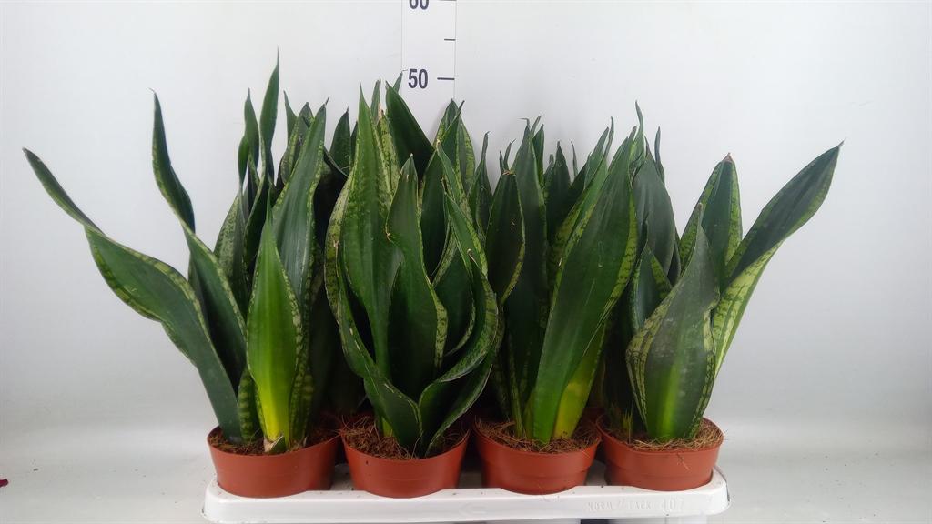Горшечные цветы и растения оптом Sansevieria Trifa.   ... от 7шт из Голландии с доставкой по России