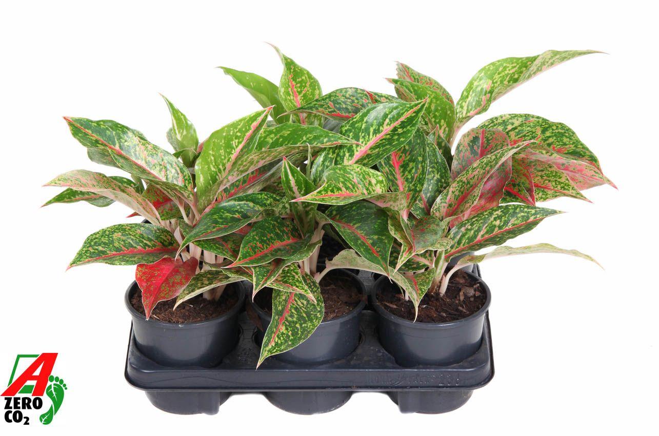 Горшечные цветы и растения оптом Aglaonema Night Sparkle от 6шт из Голландии с доставкой по России
