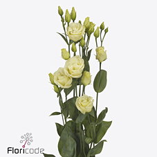 Срезанные цветы оптом Lisianthus do rosita yellow от 140шт. из Голландии с доставкой по России