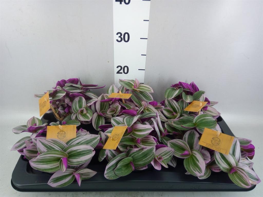 Горшечные цветы и растения оптом Tradescantia Cerinth. nanouk от 6шт из Голландии с доставкой по России