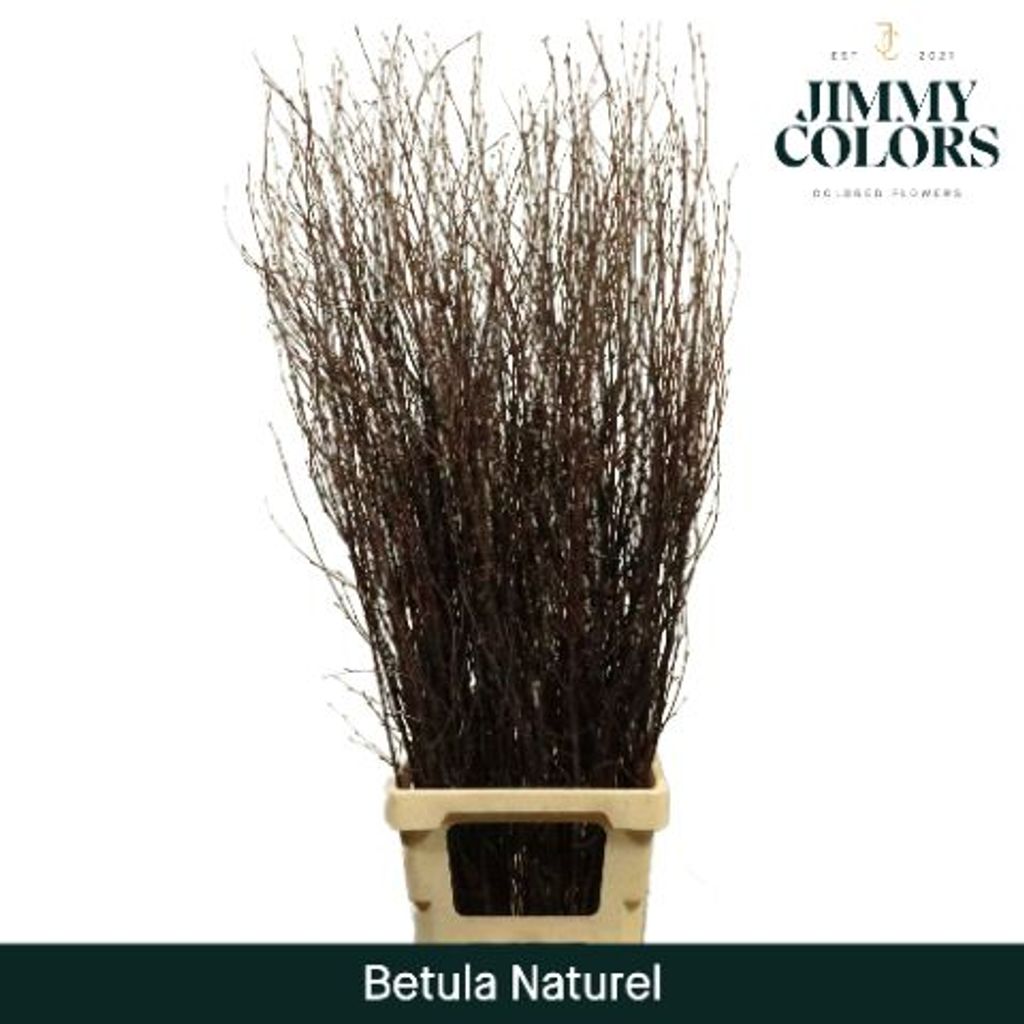 Срезанные цветы оптом Betula naturel от 10шт. из Голландии с доставкой по России