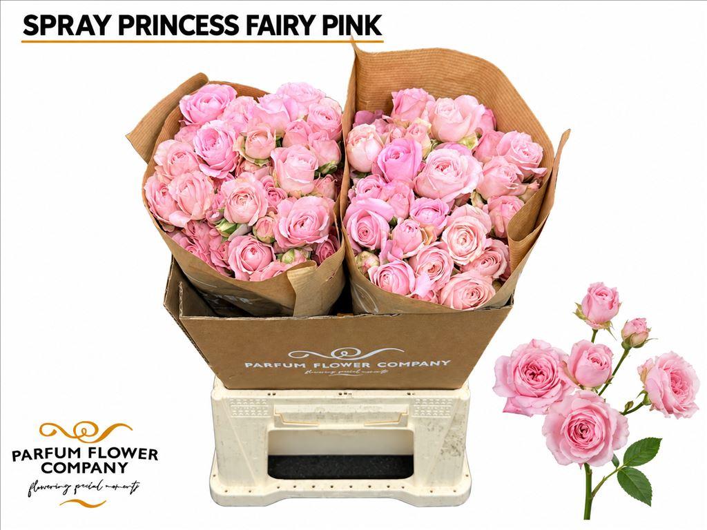 Срезанные цветы оптом Rosa spray garden princess fairy pink от 24шт из Голландии с доставкой по России