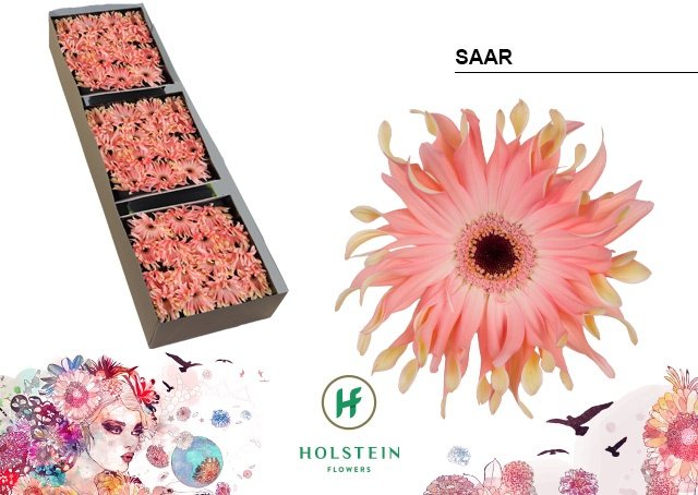 Срезанные цветы оптом Gerbera gerpasta saar от 45шт из Голландии с доставкой по России