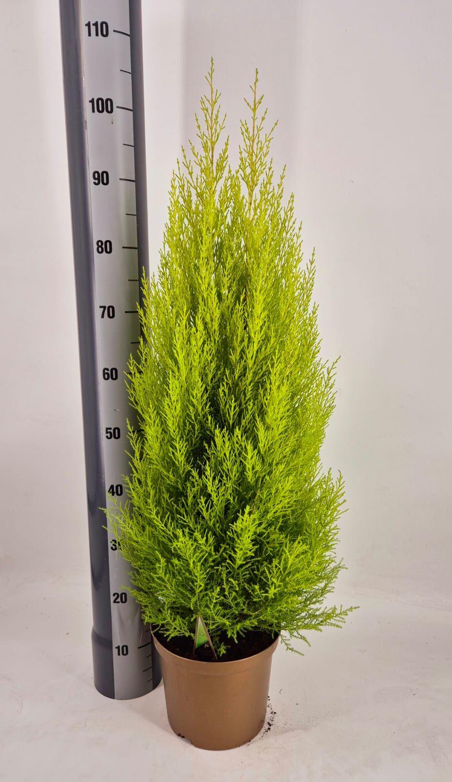 Горшечные цветы и растения оптом Cupressus Macro. goldcrest Wilma от 1шт из Голландии с доставкой по России