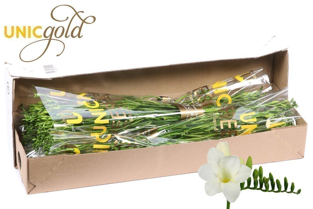 Срезанные цветы оптом Freesia si san remo от 100шт. из Голландии с доставкой по России