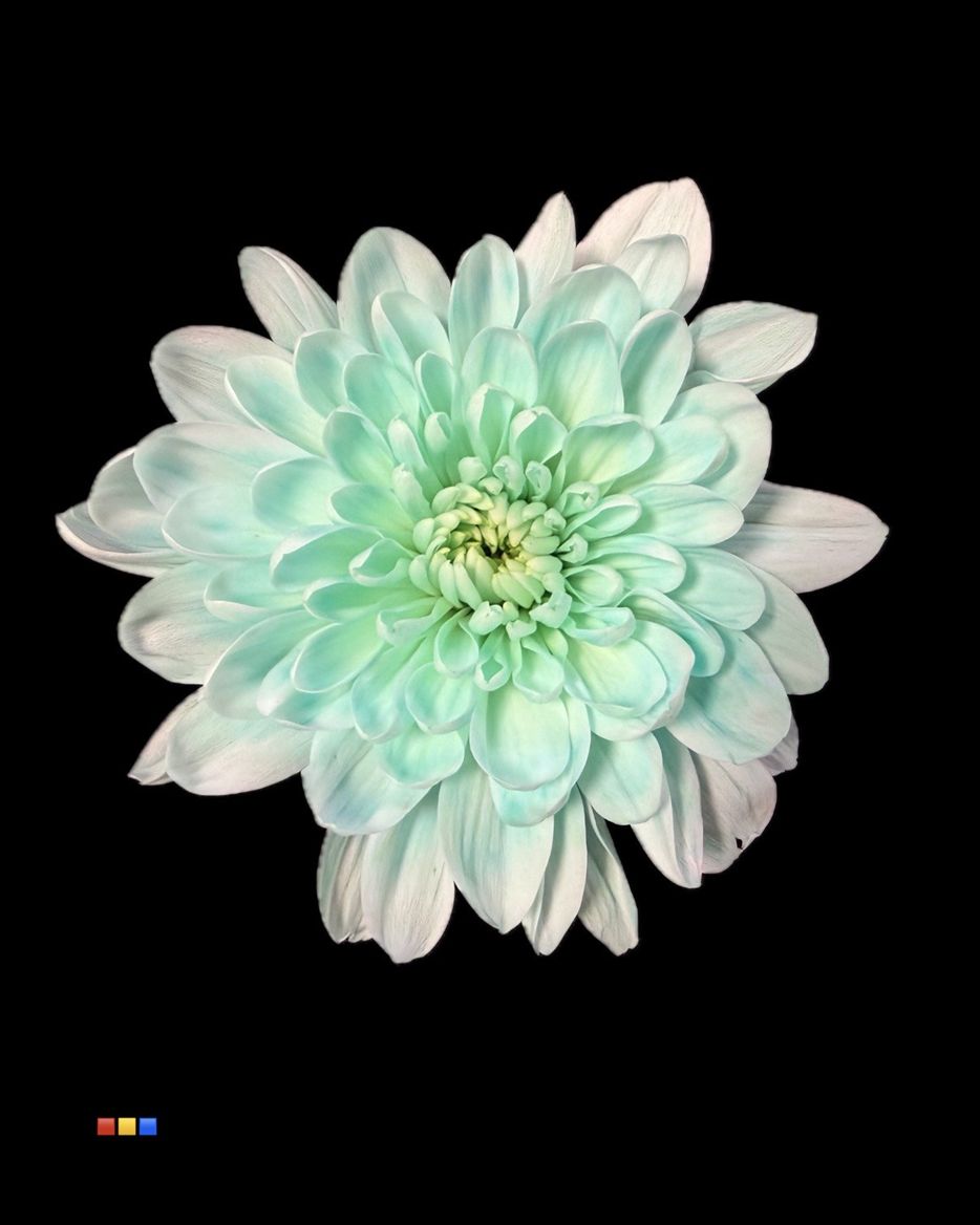 Срезанные цветы оптом Chrys sp paint baltica pastel mint от 40шт из Голландии с доставкой по России