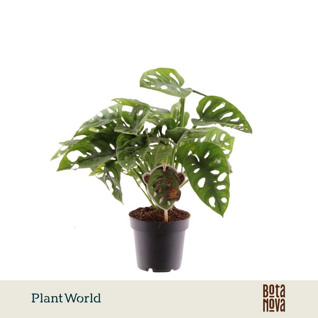 Горшечные цветы и растения оптом Monstera Obliqua Monkey Leaf от 10шт из Голландии с доставкой по России