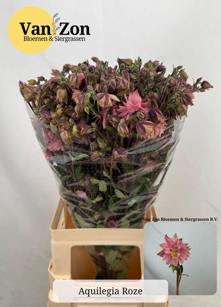Срезанные цветы оптом Aquilegia pink lady от 25шт из Голландии с доставкой по России