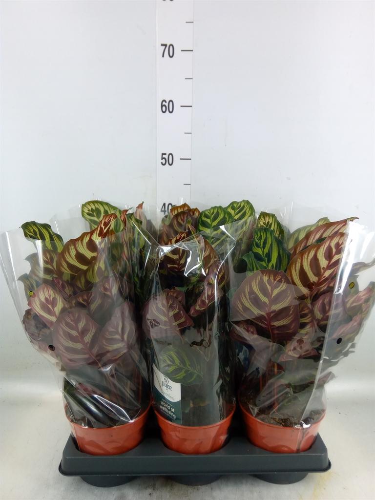 Горшечные цветы и растения оптом Calathea Makoyana от 6шт из Голландии с доставкой по России