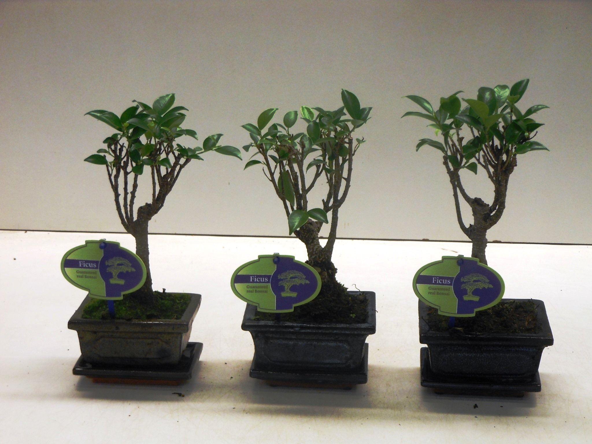 Горшечные цветы и растения оптом Bonsai Ficus Retusa, With Drip Tray от 12шт из Голландии с доставкой по России