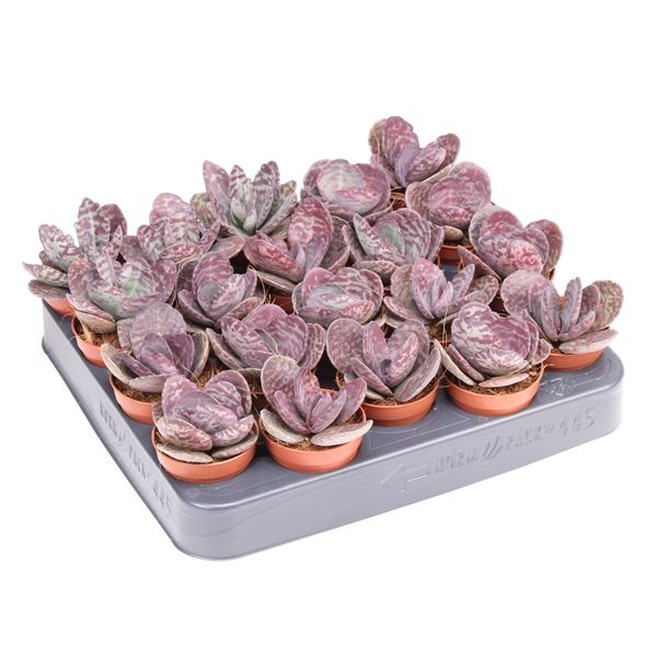 Горшечные цветы и растения оптом Kalanchoe Humilis Zebra от 20шт из Голландии с доставкой по России