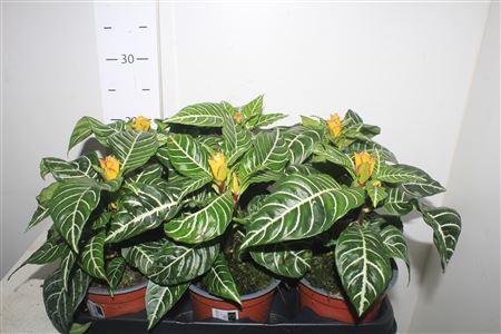 Горшечные цветы и растения оптом Aphel Sq Dania от 6шт из Голландии с доставкой по России