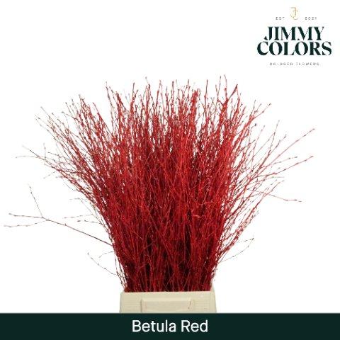 Срезанные цветы оптом Betula paint red от 10шт из Голландии с доставкой по России