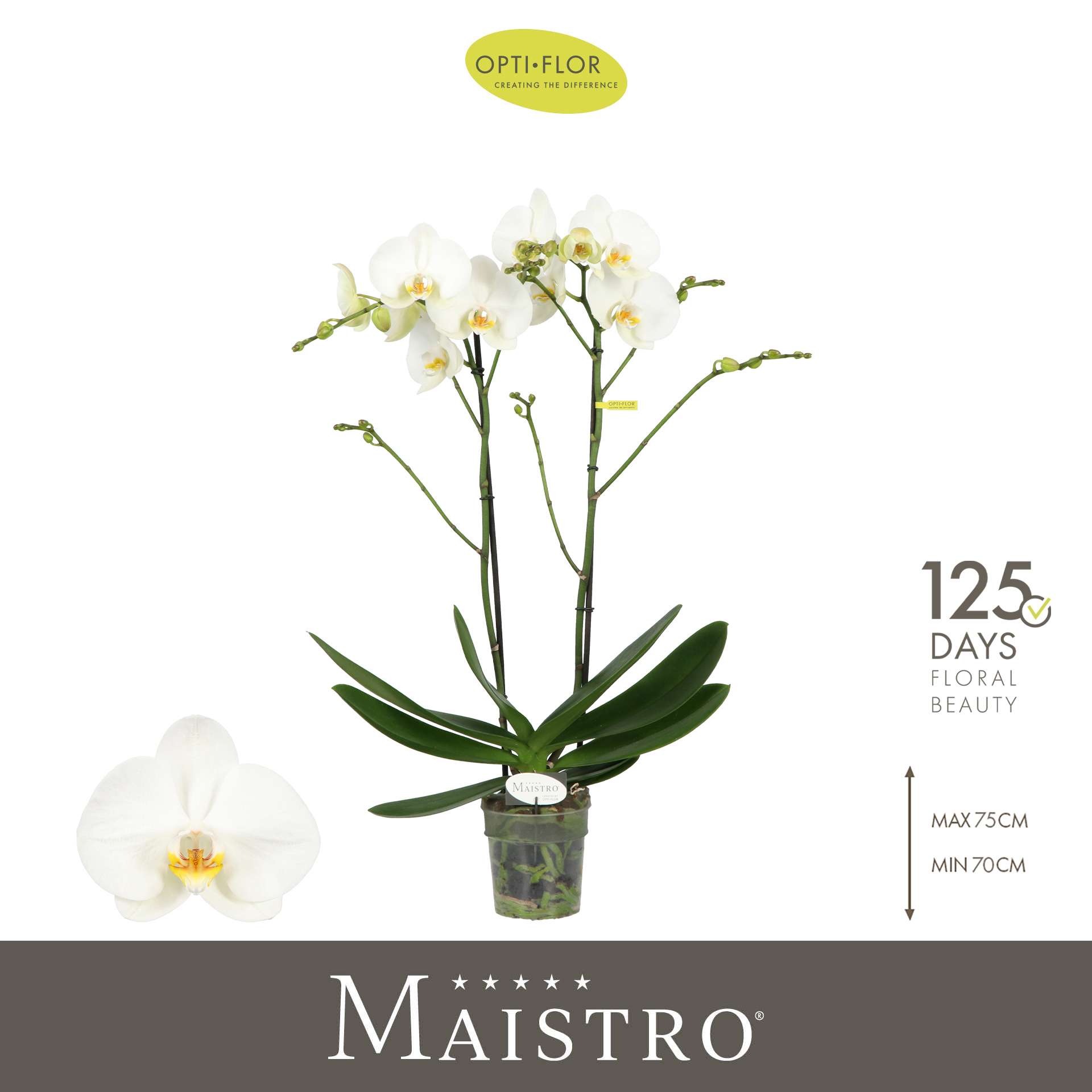 Горшечные цветы и растения оптом Phal 2st Maistro Bach 18+ (opti) от 6шт из Голландии с доставкой по России