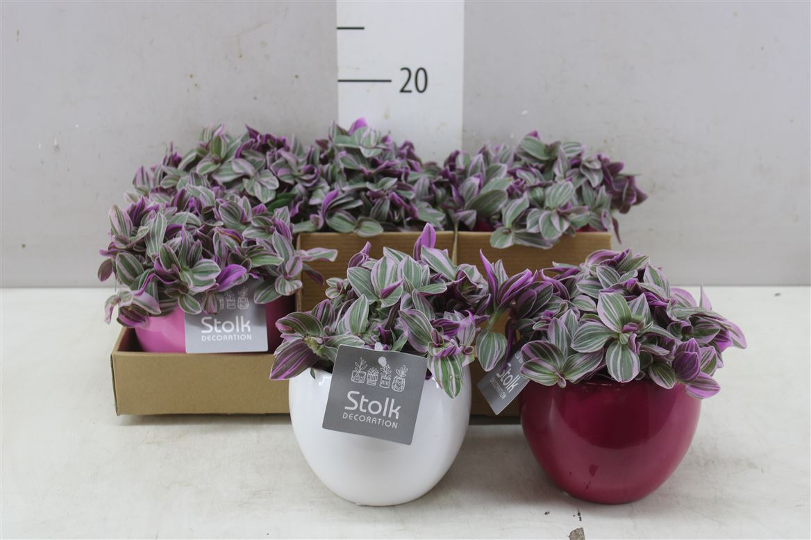 Горшечные цветы и растения оптом Tradescantia Sweetness Pink Mix Keramiek от 6шт из Голландии с доставкой по России