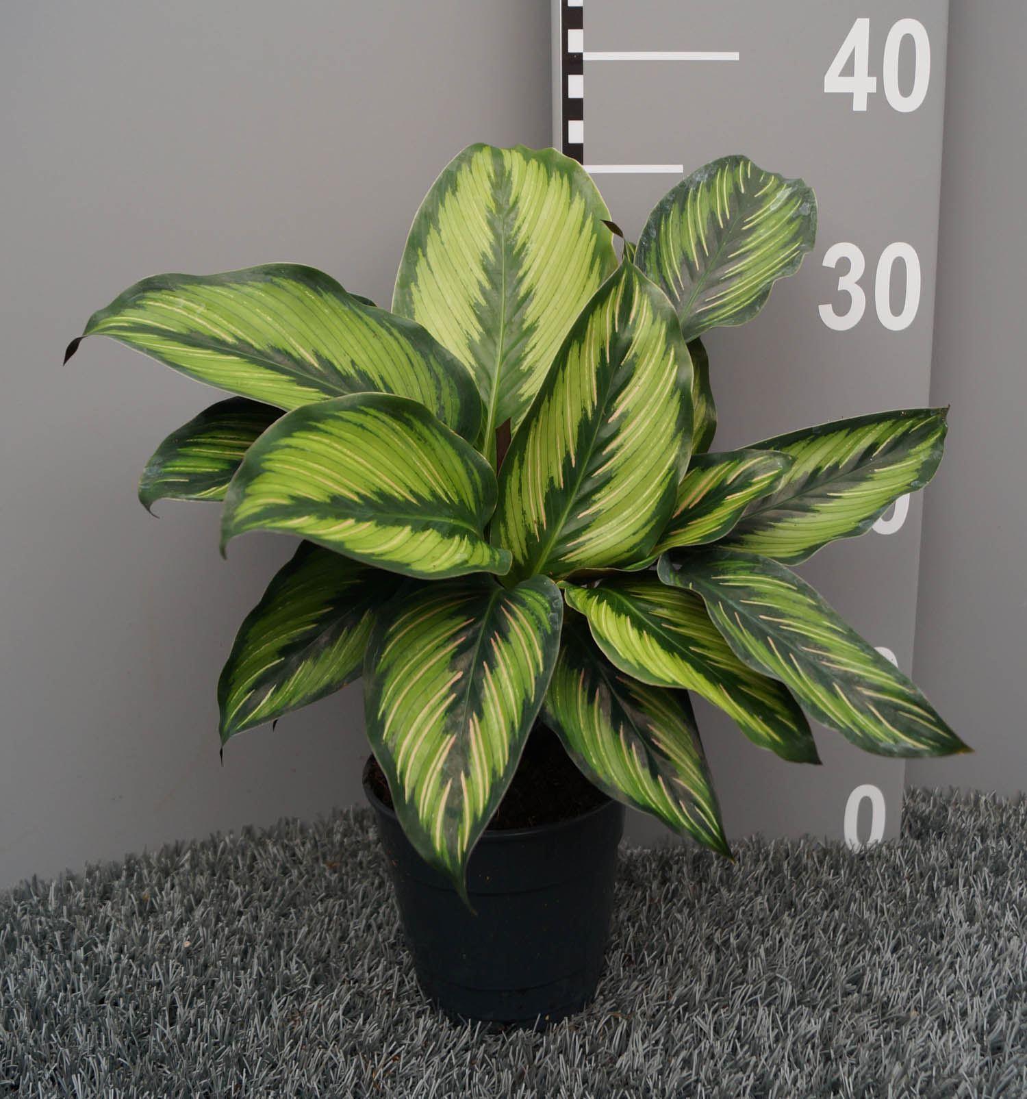 Горшечные цветы и растения оптом Calathea   ... от 6шт из Голландии с доставкой по России