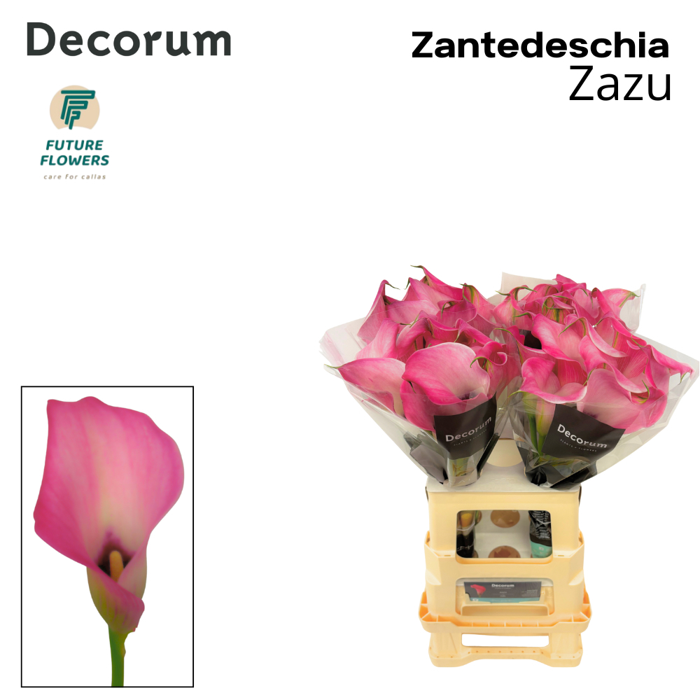 Срезанные цветы оптом Zantedeschia zazu от 40шт из Голландии с доставкой по России