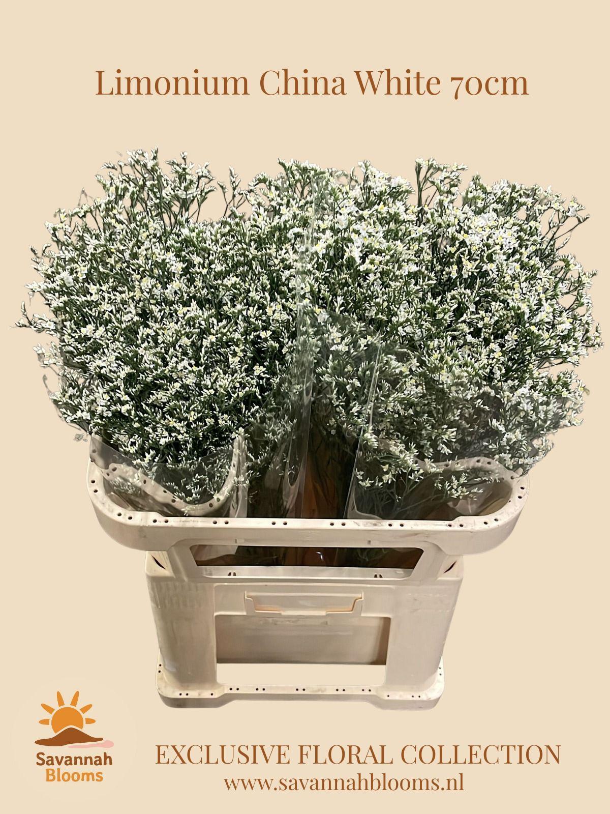 Срезанные цветы оптом Limonium china white от 50шт из Голландии с доставкой по России