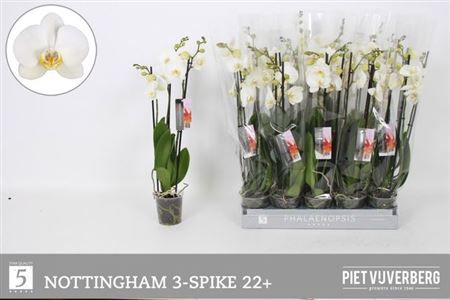 Горшечные цветы и растения оптом Phal An Nottingham 3 Branches 22+ от 10шт из Голландии с доставкой по России