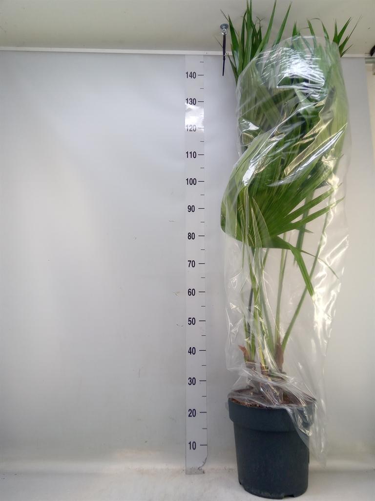 Горшечные цветы и растения оптом Livistona Rotundifolia от 1шт из Голландии с доставкой по России