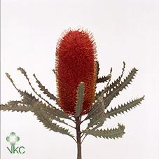 Срезанные цветы оптом Banksia paint speciosa red от 10шт. из Голландии с доставкой по России