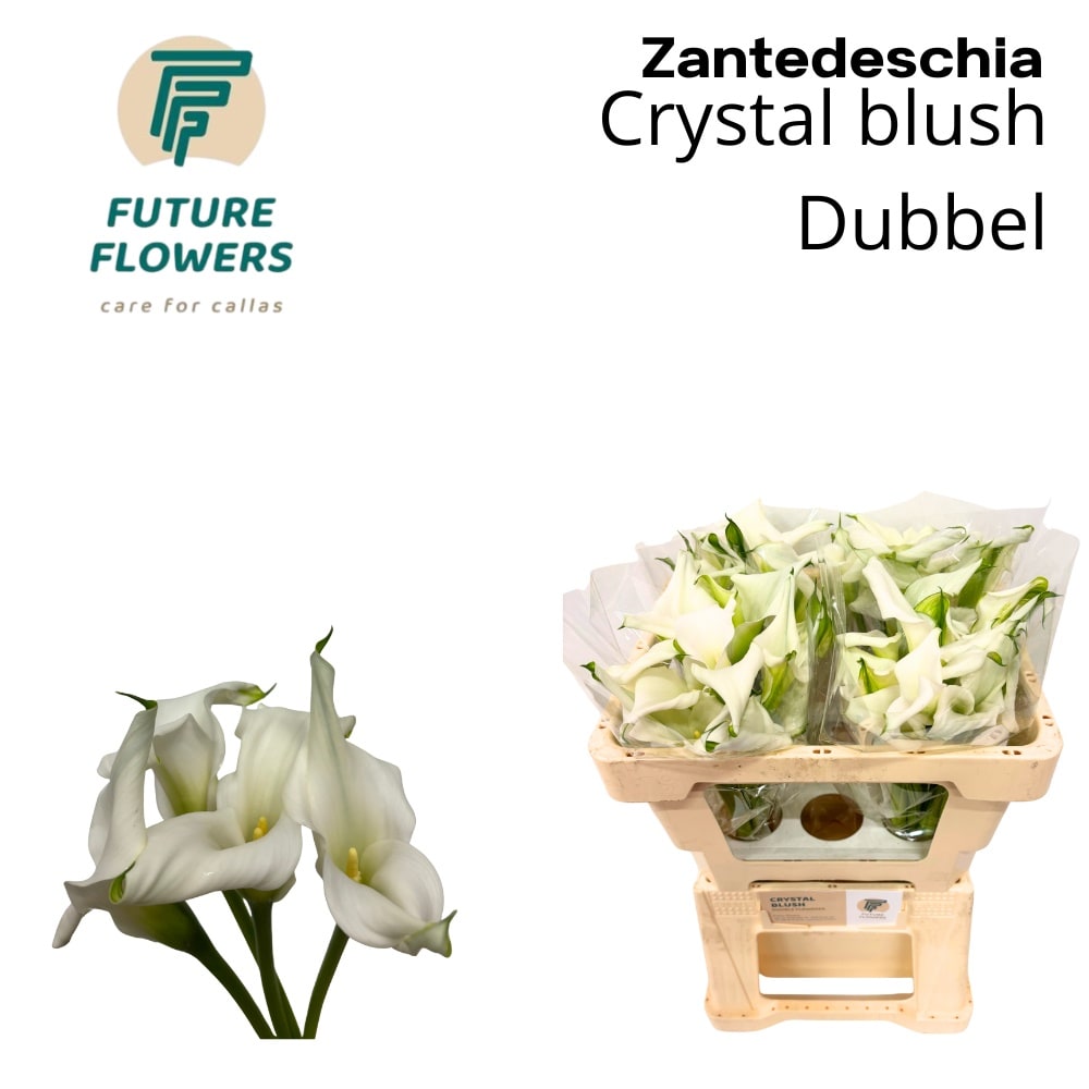 Срезанные цветы оптом Zantedeschia crystal blush от 40шт из Голландии с доставкой по России