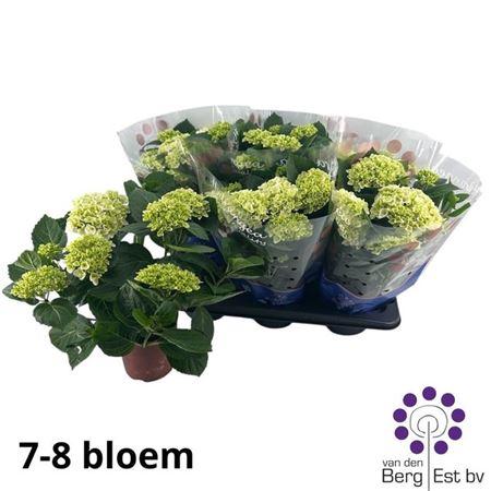 Горшечные цветы и растения оптом Hydr M Hi White Sun 7-8++++ от 6шт из Голландии с доставкой по России