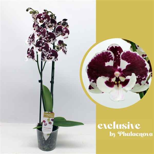 Горшечные цветы и растения оптом Phal 2st Untold Stories 16+ (phalaenova ) от 10шт из Голландии с доставкой по России