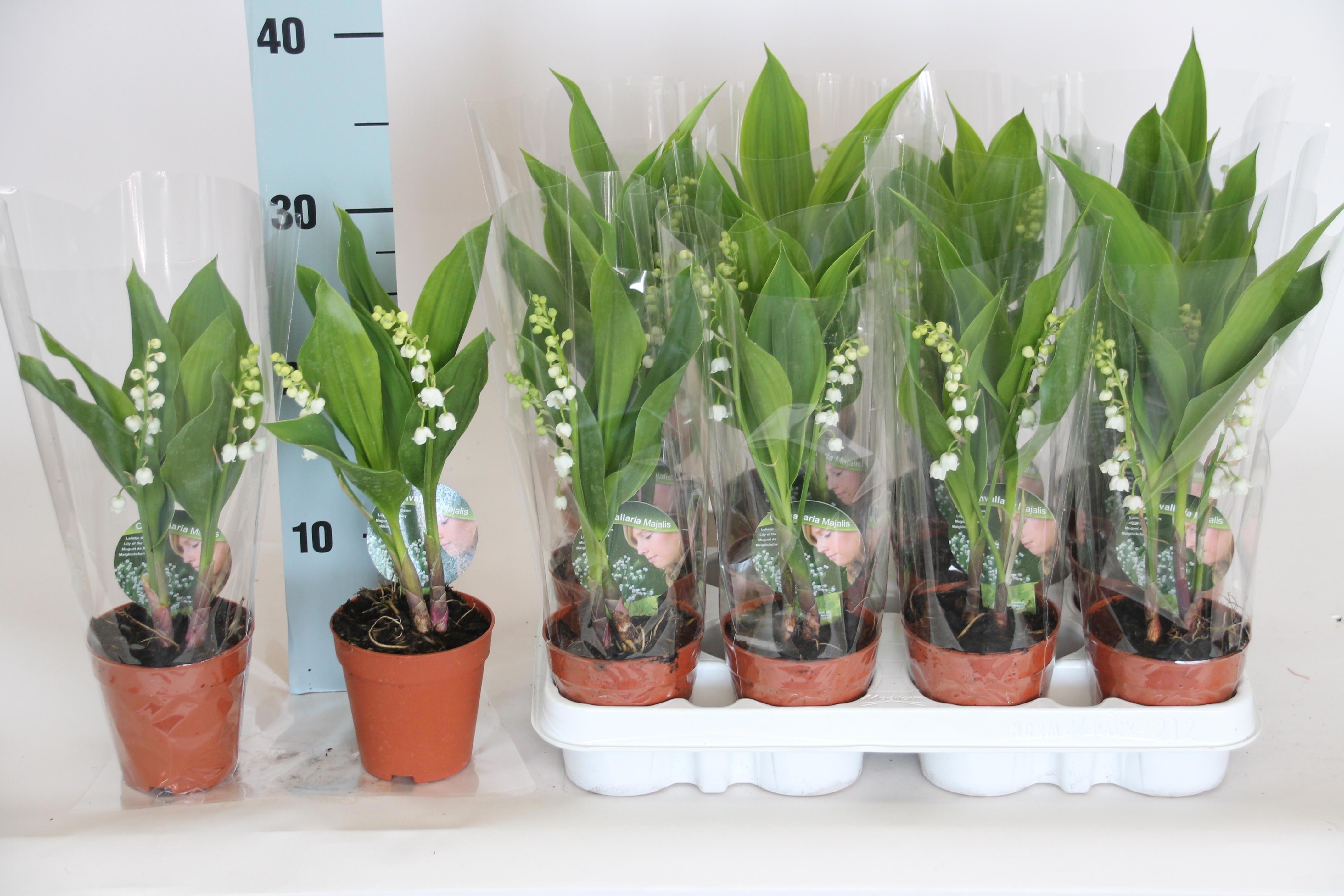 Горшечные цветы и растения оптом Convallaria Majalis от 12шт (для телеги) из Голландии с доставкой по России