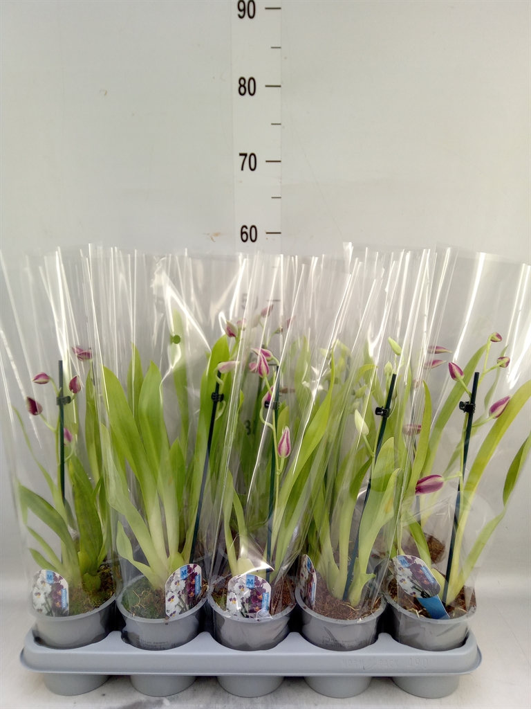 Горшечные цветы и растения оптом Miltoniopsis   ... от 10шт из Голландии с доставкой по России