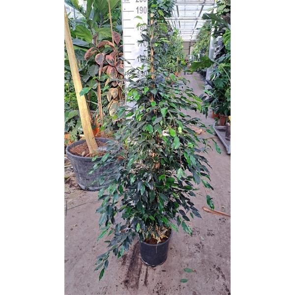 Горшечные цветы и растения оптом Ficus Be Danielle Piramide от 1шт из Голландии с доставкой по России