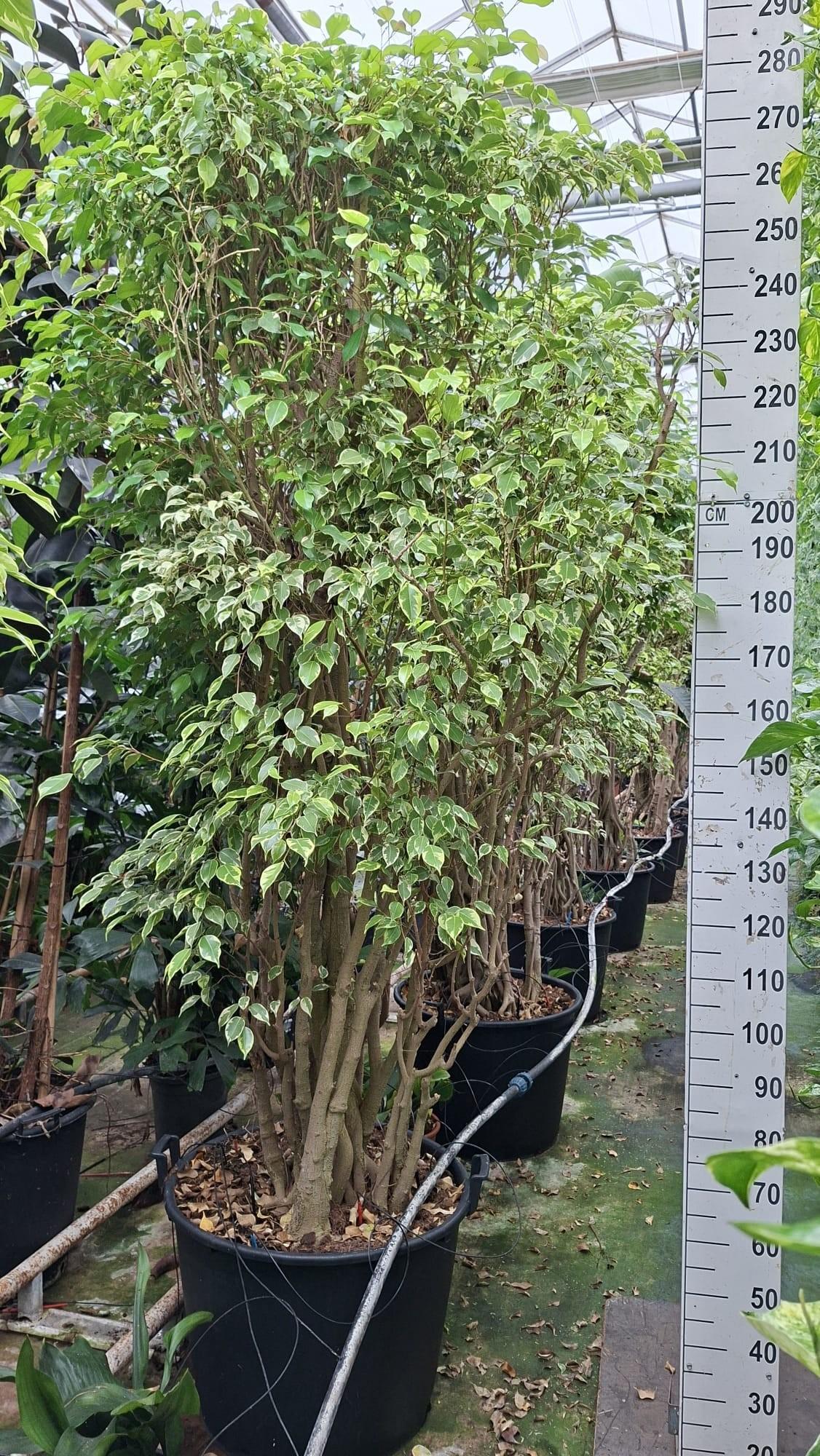 Горшечные цветы и растения оптом Ficus Benjamina Golden King Multi от 1шт из Голландии с доставкой по России