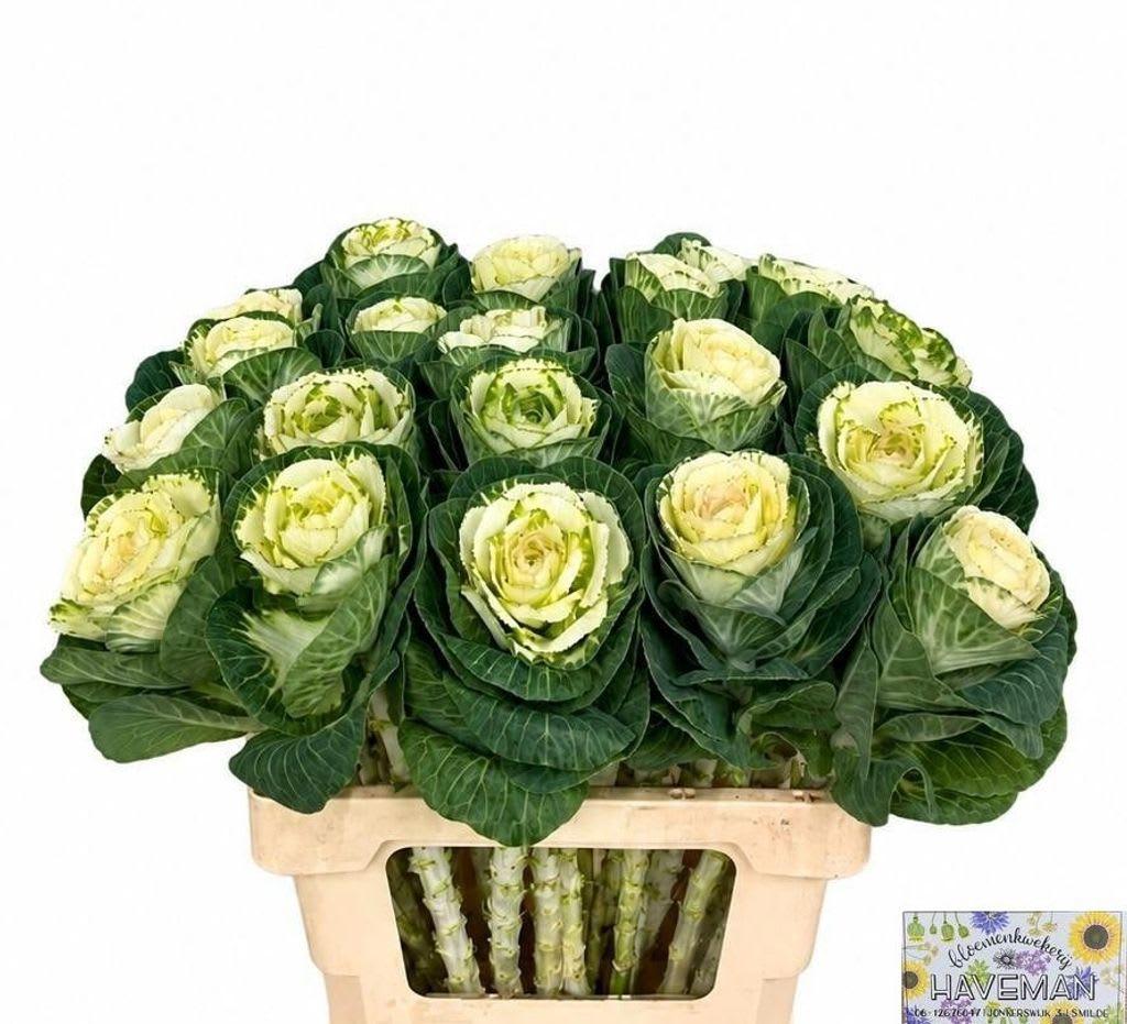 Срезанные цветы оптом Brassica white crane от 20шт из Голландии с доставкой по России