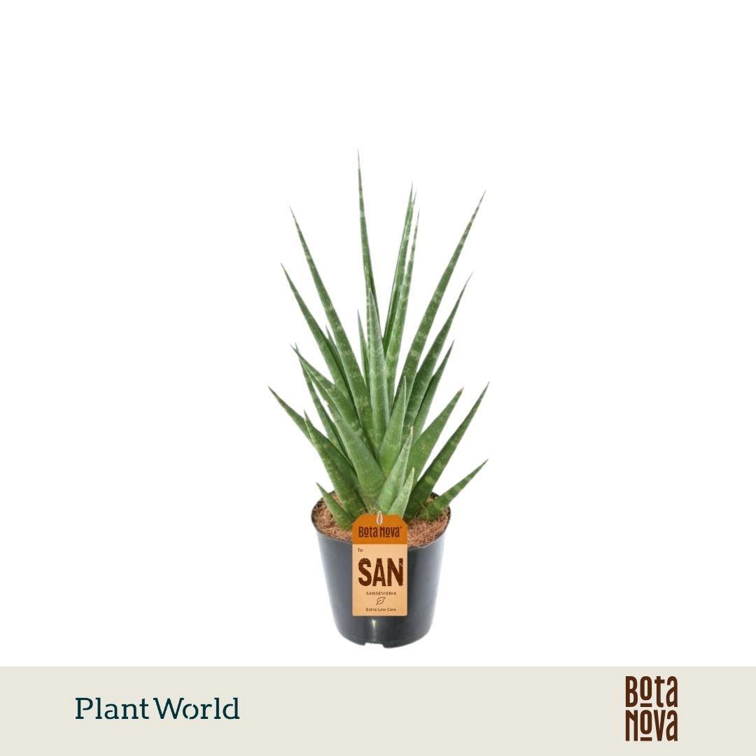 Горшечные цветы и растения оптом Sansevieria Dancing Queen от 6шт из Голландии с доставкой по России