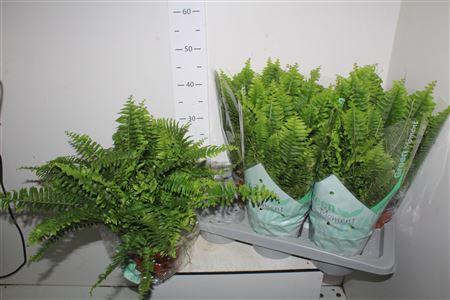 Горшечные цветы и растения оптом Nephr Ex Green Momen от 6шт из Голландии с доставкой по России