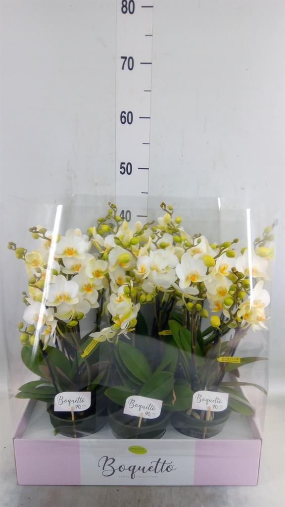 Горшечные цветы и растения оптом Phalaenopsis Multi.   ...white от 6шт из Голландии с доставкой по России