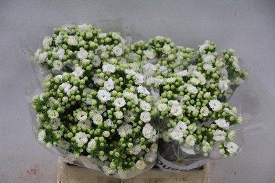 Срезанные цветы оптом Kalanchoe white от 20шт из Голландии с доставкой по России