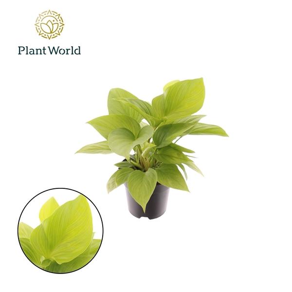 Горшечные цветы и растения оптом Homalomena Lemon Lime от 7шт из Голландии с доставкой по России