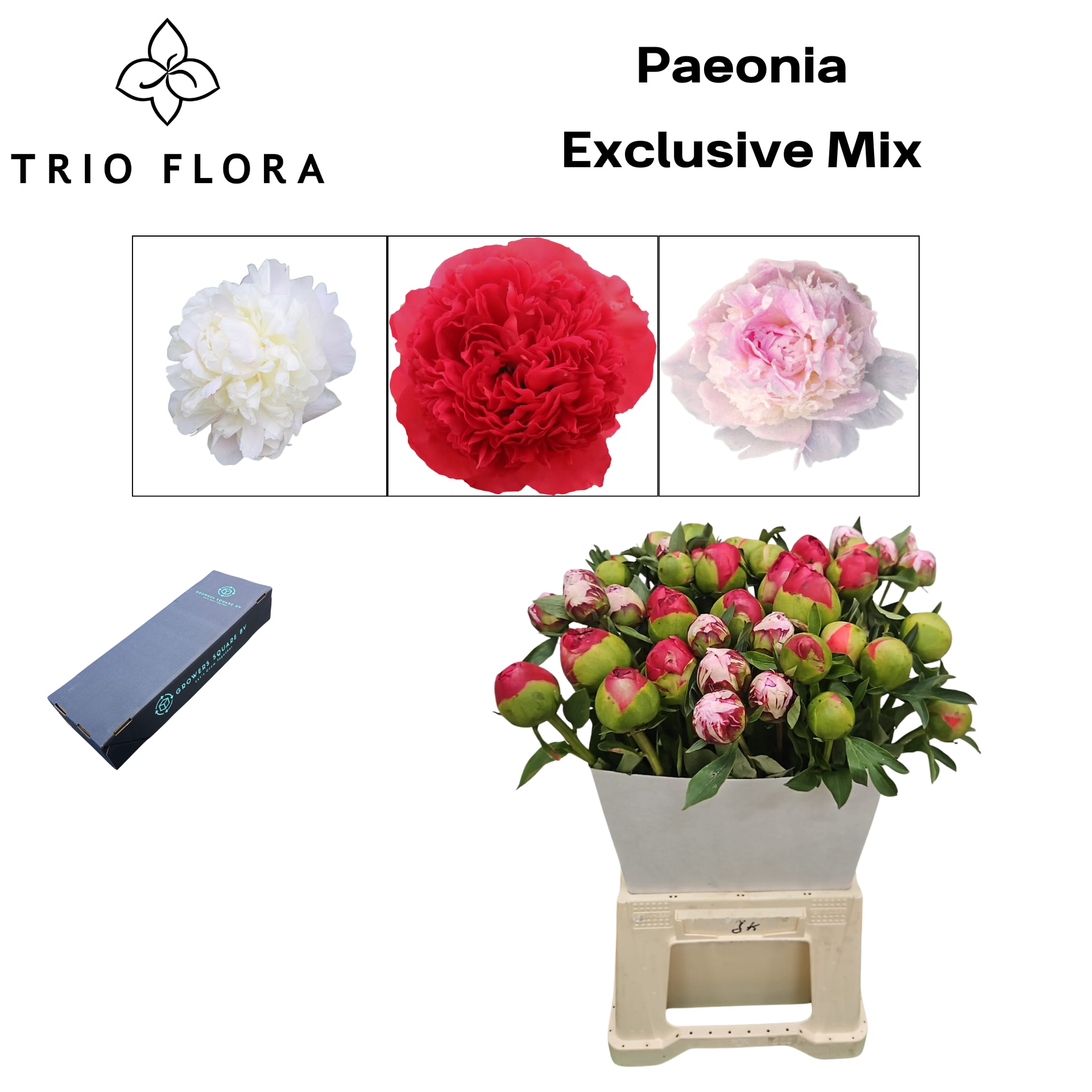 Срезанные цветы оптом Paeonia mix in bucket от 120шт из Голландии с доставкой по России