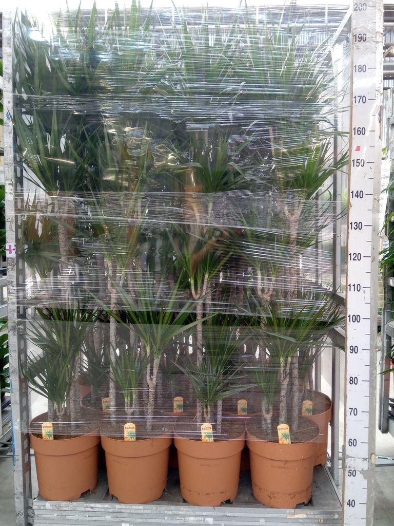 Горшечные цветы и растения оптом Dracaena Marg. от 1шт из Голландии с доставкой по России